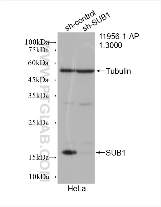 Western Blot (WB) analysis of HeLa cells using SUB1 Polyclonal antibody (11956-1-AP)