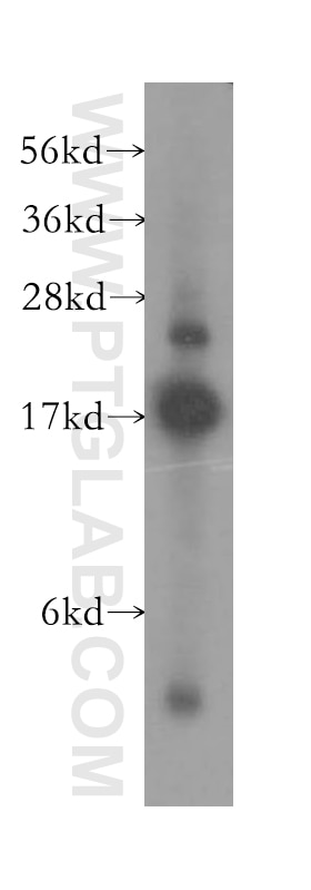Western Blot (WB) analysis of HeLa cells using SUB1 Polyclonal antibody (11956-1-AP)