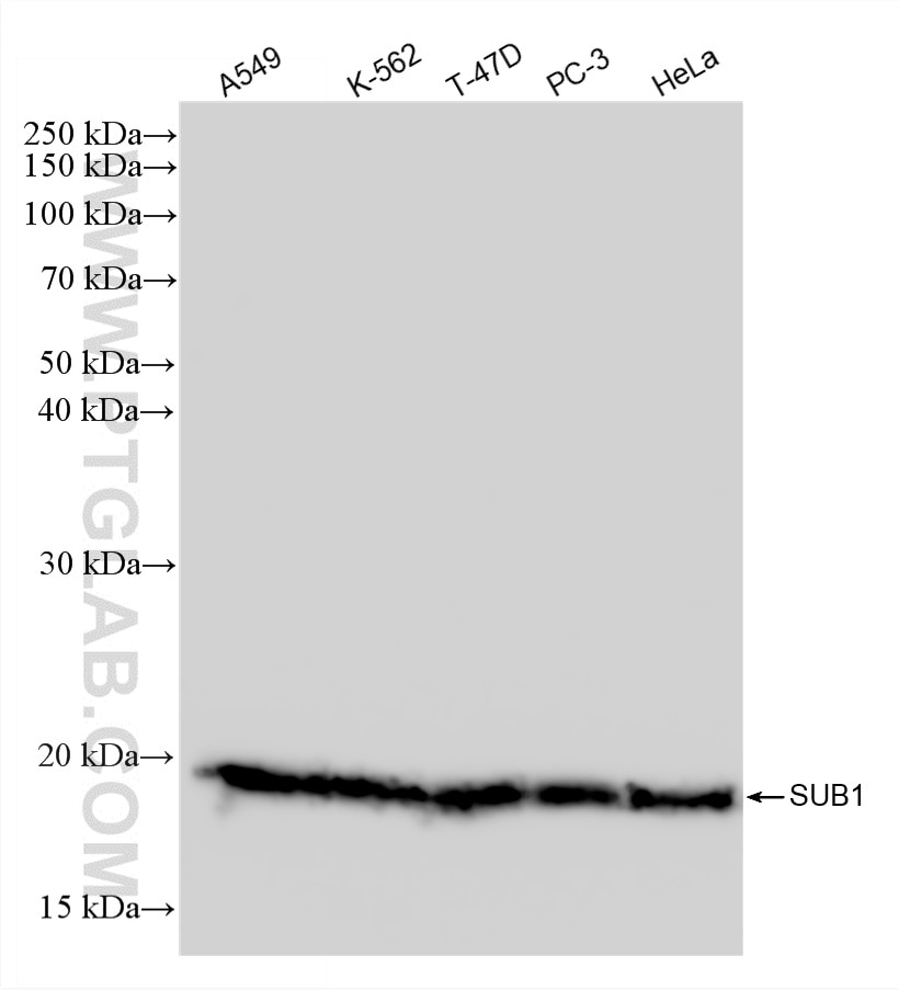 Western Blot (WB) analysis of various lysates using SUB1 Recombinant monoclonal antibody (88052-1-RR)