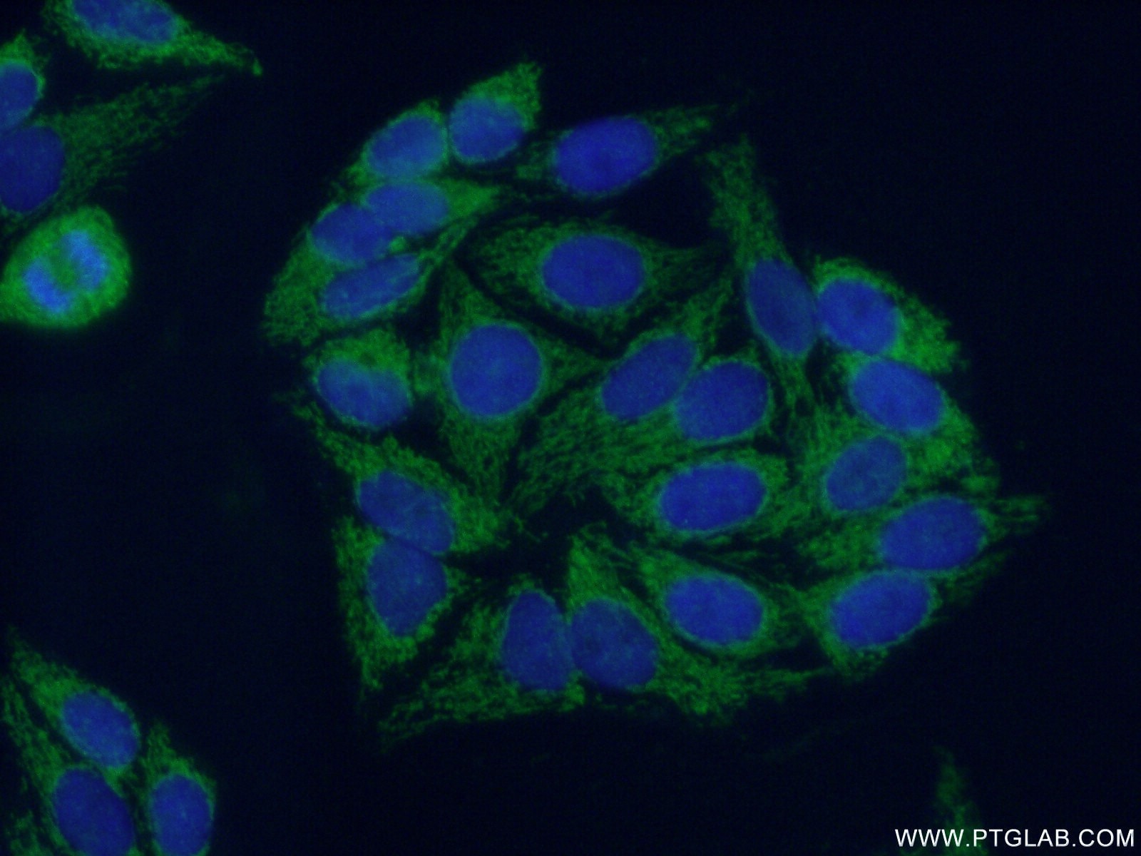 Immunofluorescence (IF) / fluorescent staining of HepG2 cells using SUCLA2 Polyclonal antibody (12627-1-AP)