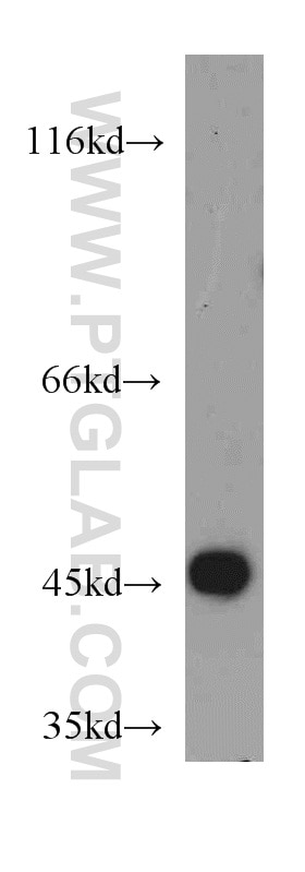 Western Blot (WB) analysis of L02 cells using SUCLA2 Polyclonal antibody (12627-1-AP)