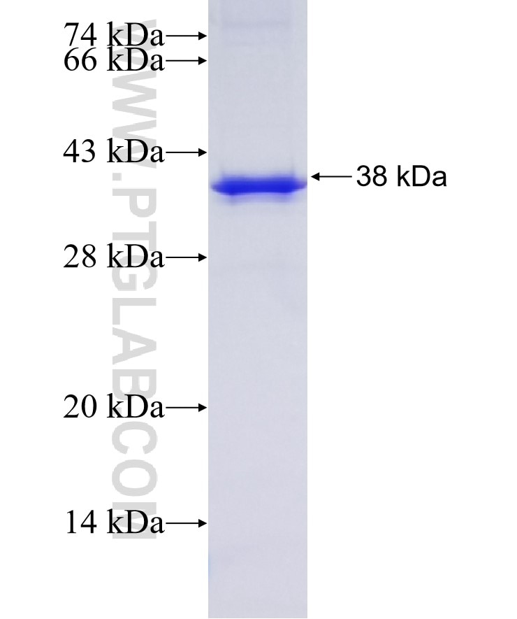 SUCLA2 fusion protein Ag17967 SDS-PAGE