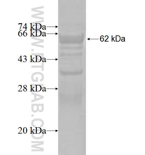 SUCLA2 fusion protein Ag3319 SDS-PAGE