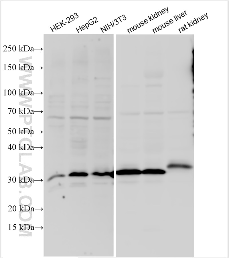 Western Blot (WB) analysis of various lysates using SUCLG1 Polyclonal antibody (14923-1-AP)