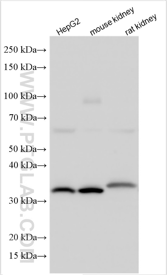 Western Blot (WB) analysis of various lysates using SUCLG1 Polyclonal antibody (14923-1-AP)