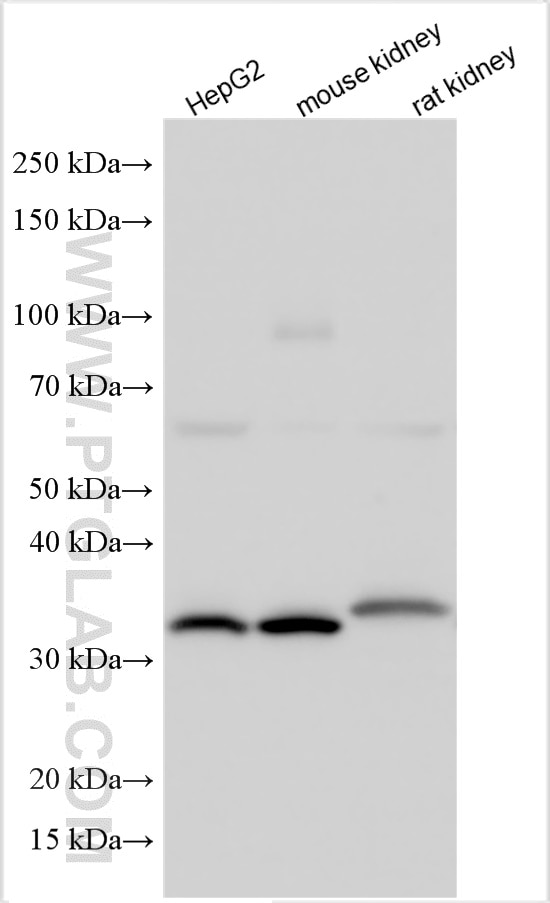 WB analysis using 14923-1-AP