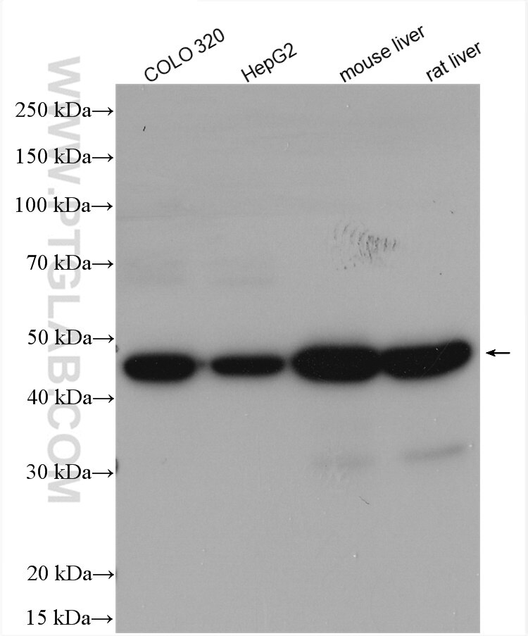 Western Blot (WB) analysis of various lysates using SUCLG2 Polyclonal antibody (14240-1-AP)