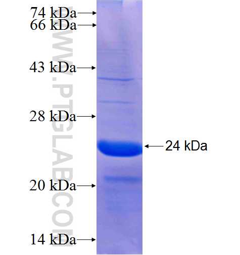 SUCNR1 fusion protein Ag23819 SDS-PAGE
