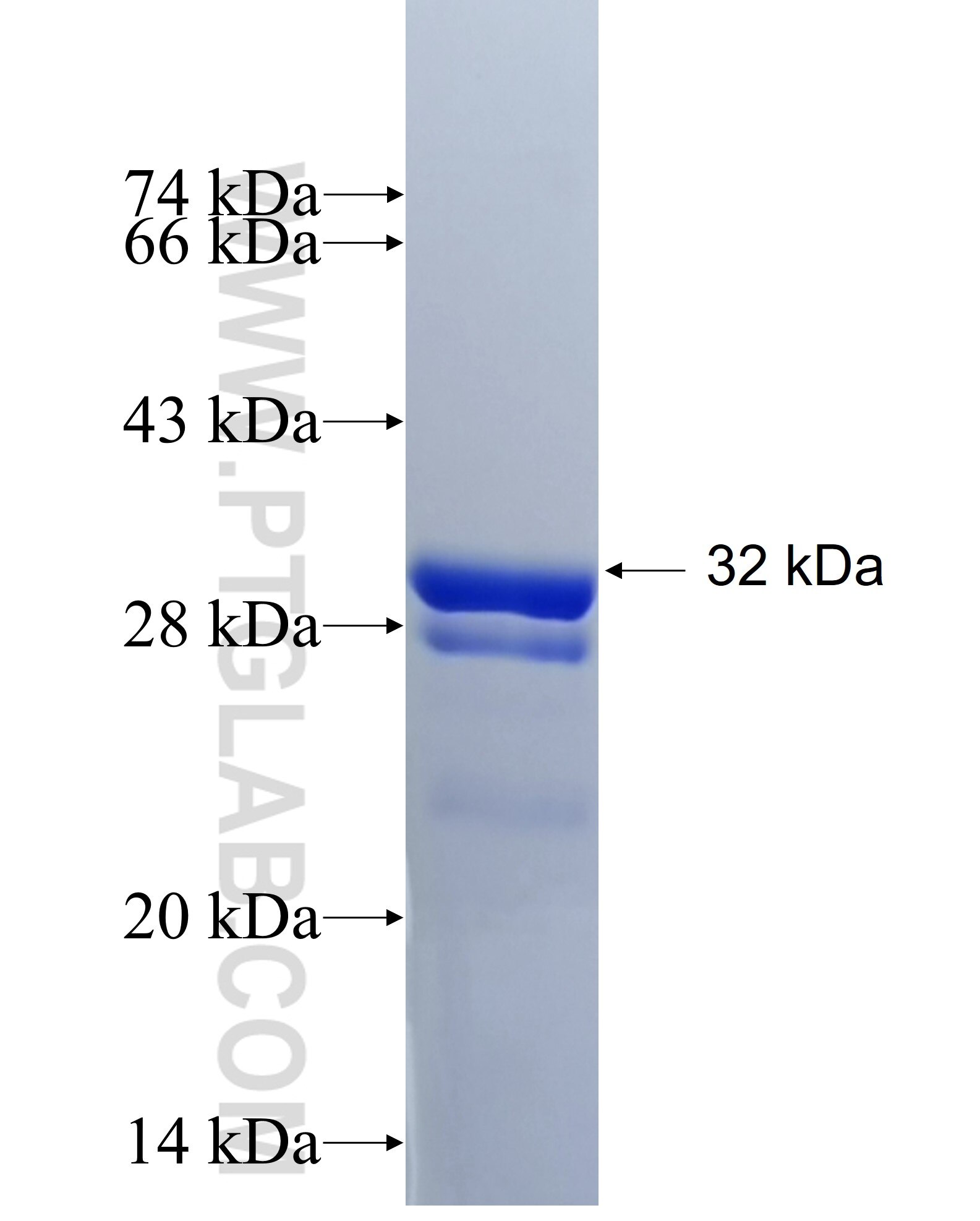SUCNR1 fusion protein Ag34053 SDS-PAGE