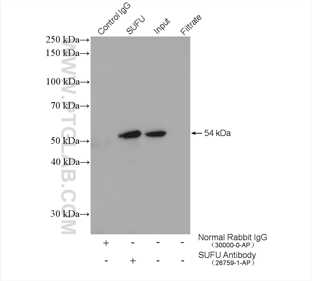 Immunoprecipitation (IP) experiment of NIH/3T3 cells using SUFU Polyclonal antibody (26759-1-AP)