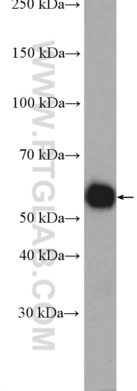 Western Blot (WB) analysis of C6 cells using SUFU Polyclonal antibody (26759-1-AP)