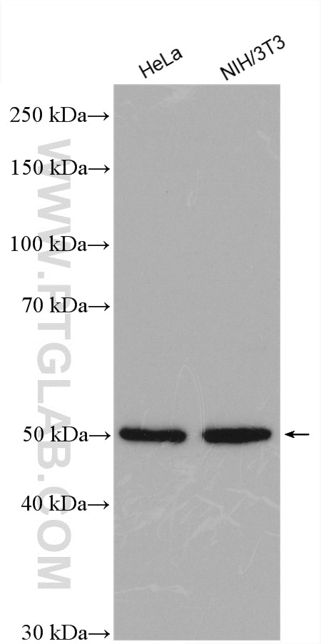 Western Blot (WB) analysis of various lysates using SUFU Polyclonal antibody (26759-1-AP)