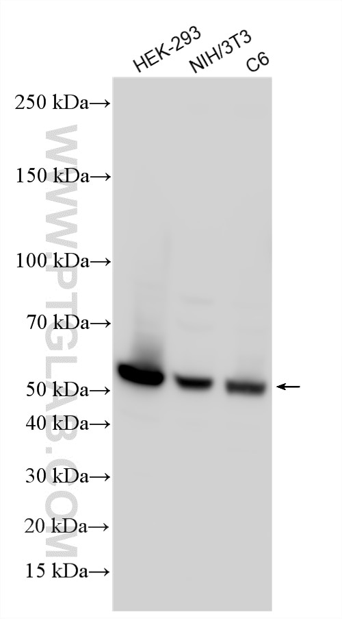 Western Blot (WB) analysis of various lysates using SUFU Polyclonal antibody (26759-1-AP)