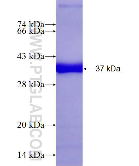 SUFU fusion protein Ag22823 SDS-PAGE