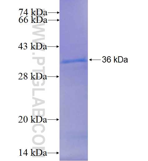 SUFU fusion protein Ag25200 SDS-PAGE