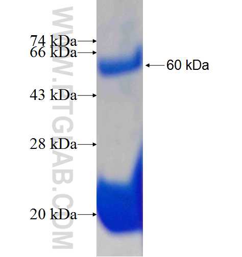 SUFU fusion protein Ag1275 SDS-PAGE