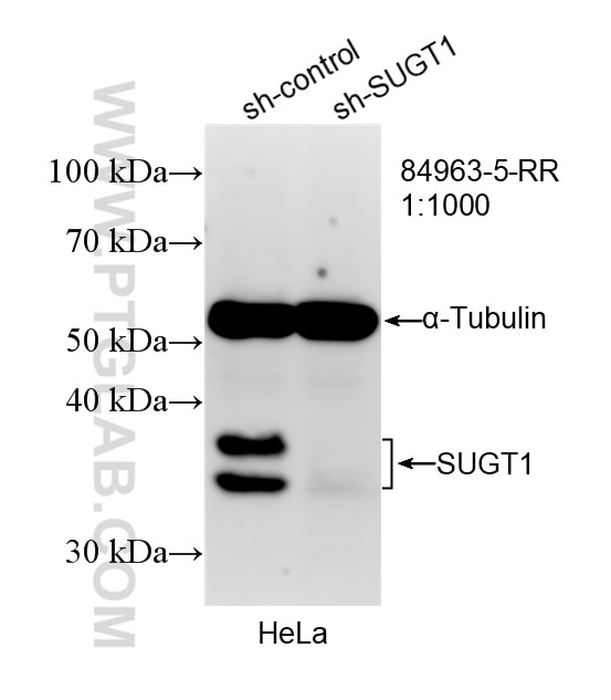 Western Blot (WB) analysis of HeLa cells using SUGT1 Recombinant monoclonal antibody (84963-5-RR)