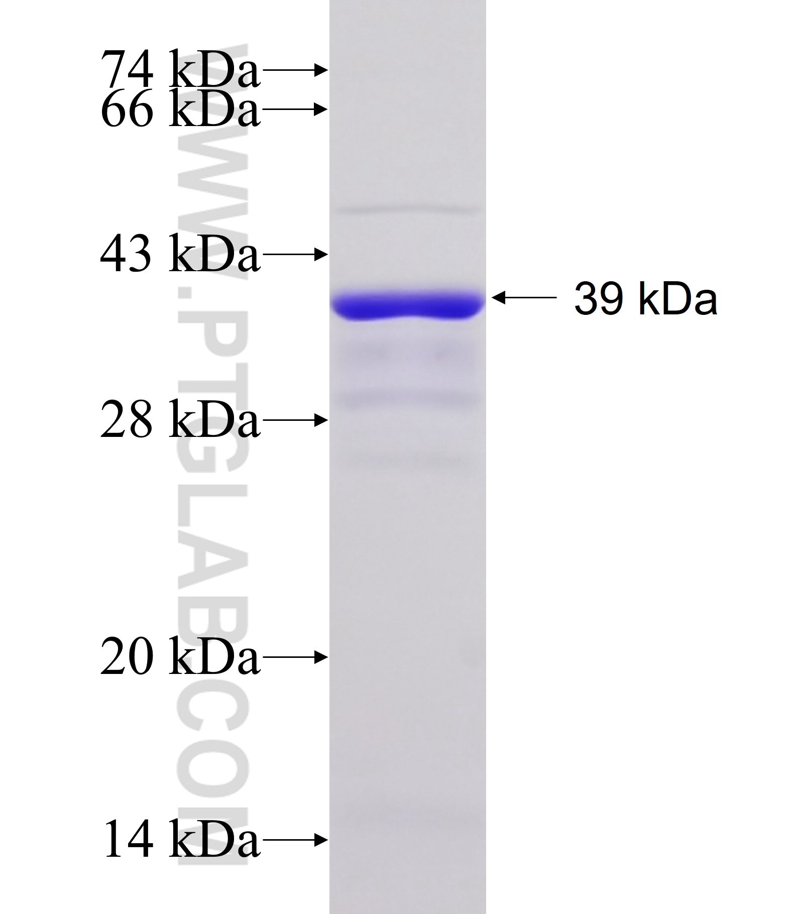 SUGT1 fusion protein Ag23341 SDS-PAGE