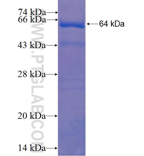 SUGT1 fusion protein Ag2275 SDS-PAGE