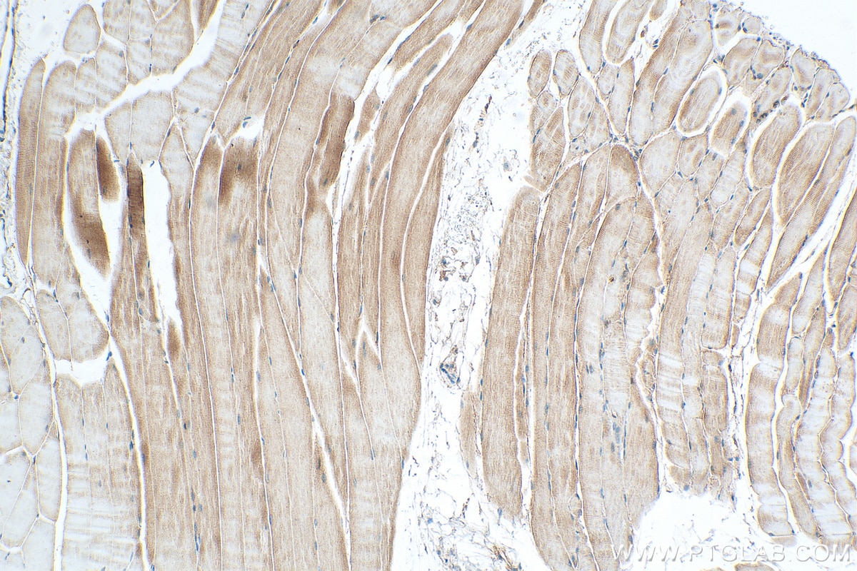 Immunohistochemistry (IHC) staining of mouse skeletal muscle tissue using SULF1 Polyclonal antibody (27438-1-AP)