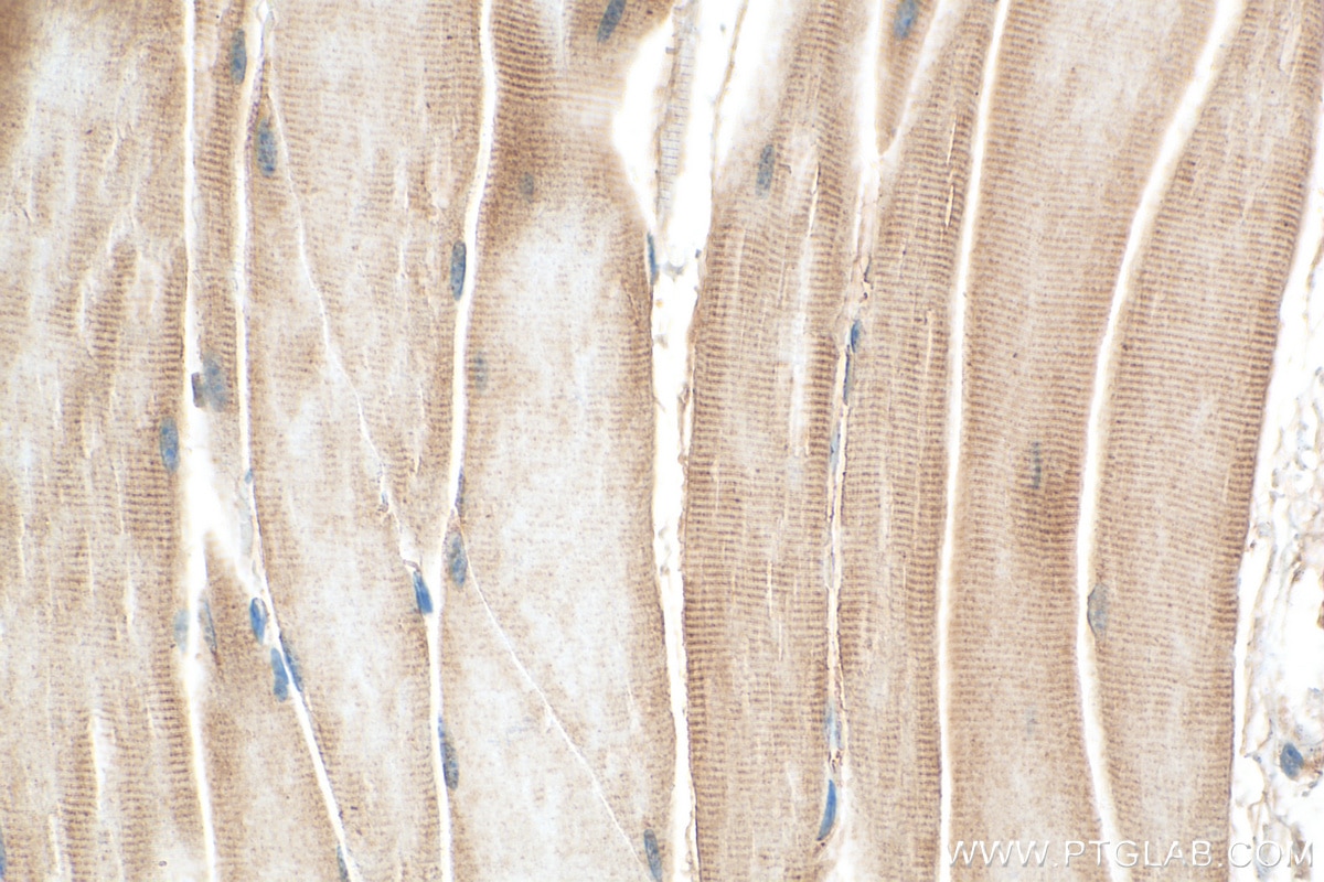 Immunohistochemistry (IHC) staining of mouse skeletal muscle tissue using SULF1 Polyclonal antibody (27438-1-AP)