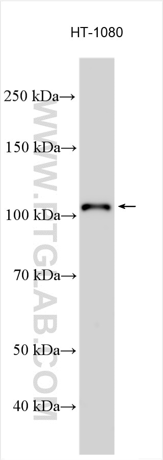 Western Blot (WB) analysis of various lysates using SULF1 Polyclonal antibody (27438-1-AP)