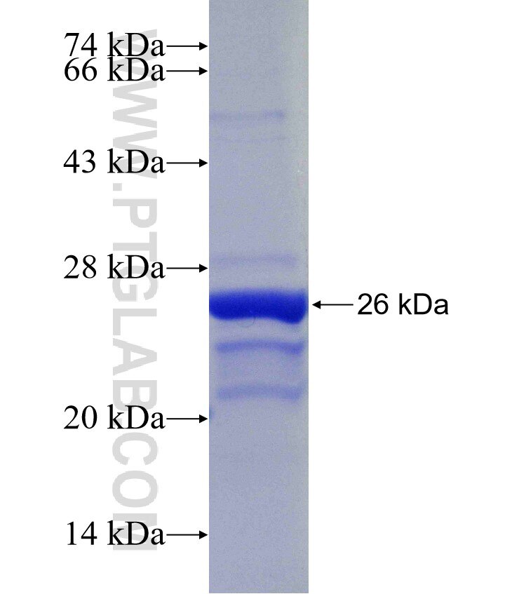 SULF1 fusion protein Ag26788 SDS-PAGE