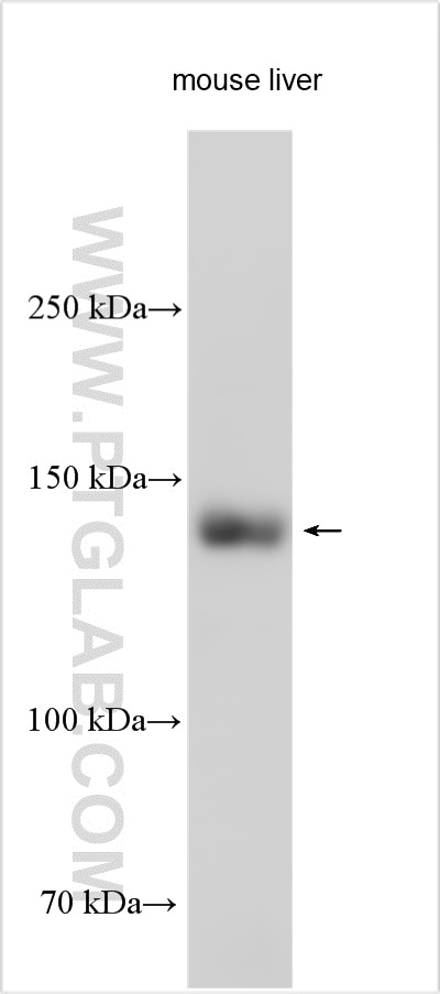 WB analysis using 29591-1-AP