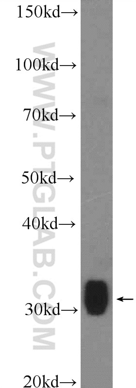 Western Blot (WB) analysis of rat liver tissue using SULT1A1 Polyclonal antibody (10911-2-AP)