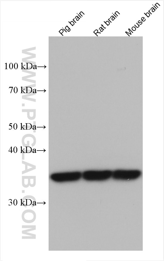 Western Blot (WB) analysis of various lysates using SULT1A1 Monoclonal antibody (60076-1-Ig)