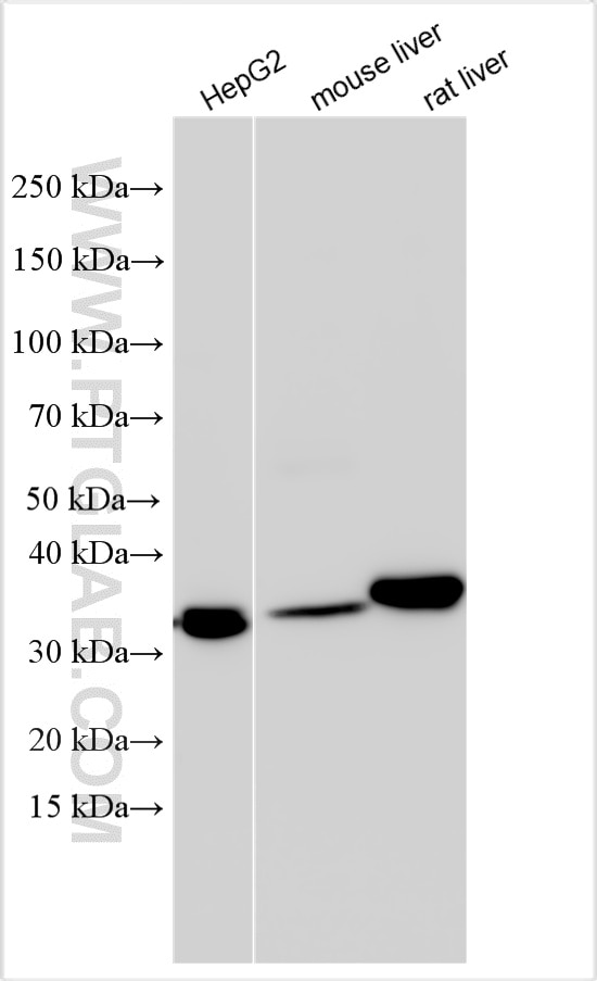 Western Blot (WB) analysis of various lysates using SULT1A1 Monoclonal antibody (60076-1-Ig)