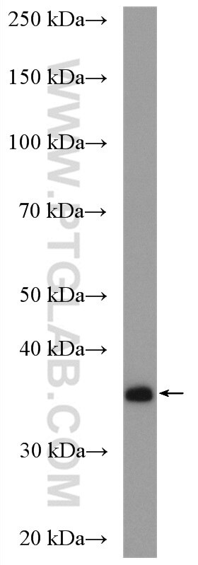 Western Blot (WB) analysis of COLO 320 cells using SULT1A3 Polyclonal antibody (19499-1-AP)