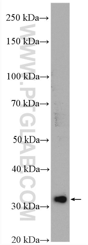 Western Blot (WB) analysis of Caco-2 cells using SULT1A3 Polyclonal antibody (19499-1-AP)