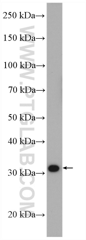 Western Blot (WB) analysis of HepG2 cells using SULT1A3 Polyclonal antibody (19499-1-AP)
