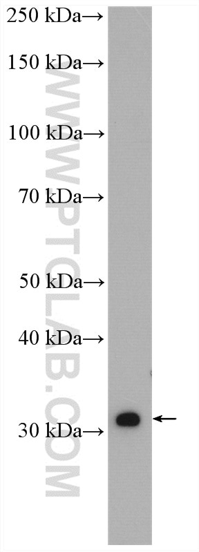 Western Blot (WB) analysis of HT-29 cells using SULT1A3 Polyclonal antibody (19499-1-AP)