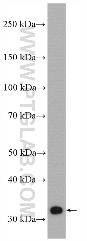Western Blot (WB) analysis of HuH-7 cells using SULT1A3 Polyclonal antibody (19499-1-AP)