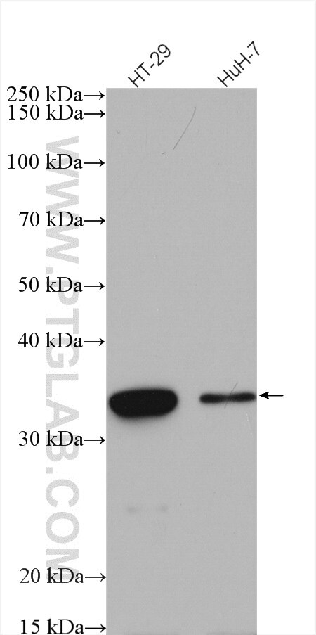 Western Blot (WB) analysis of various lysates using SULT1A3 Polyclonal antibody (19499-1-AP)