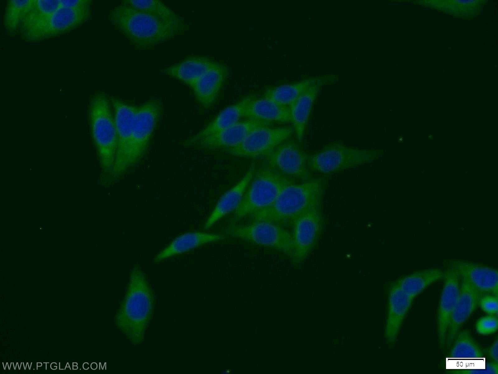 Immunofluorescence (IF) / fluorescent staining of HepG2 cells using SULT1A4 Polyclonal antibody (11376-1-AP)