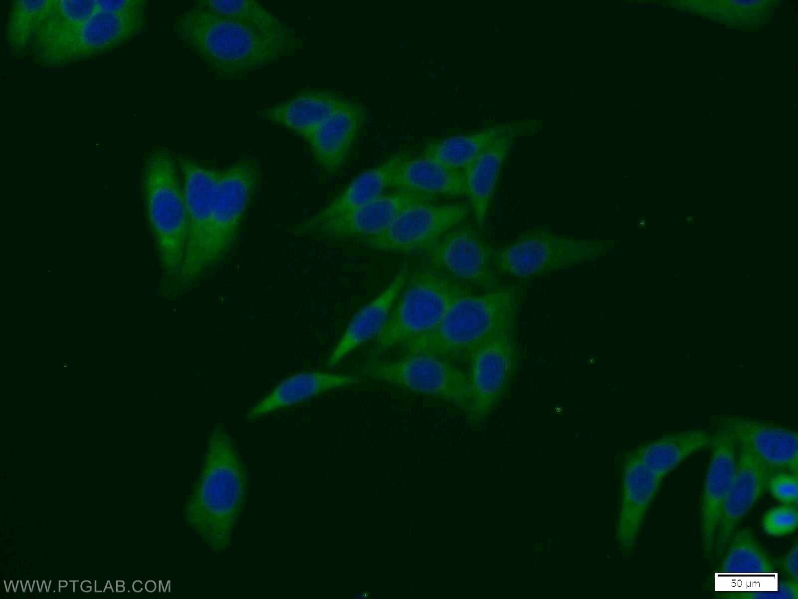 Immunofluorescence (IF) / fluorescent staining of HepG2 cells using SULT1A4 Polyclonal antibody (11376-1-AP)