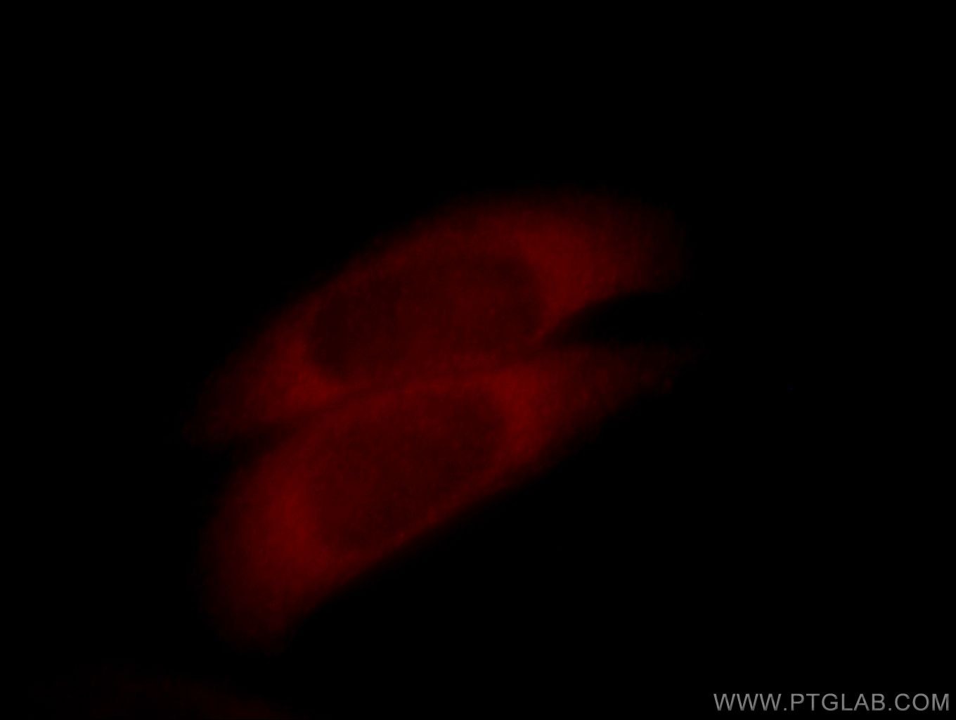 Immunofluorescence (IF) / fluorescent staining of HepG2 cells using SULT1A4 Polyclonal antibody (11376-1-AP)