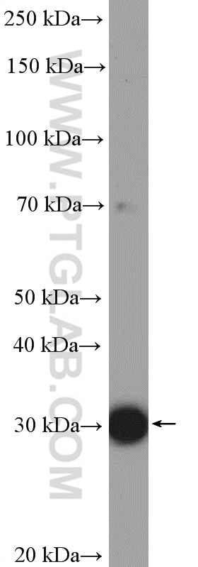 Western Blot (WB) analysis of BxPC-3 cells using SULT1A4 Polyclonal antibody (11376-1-AP)