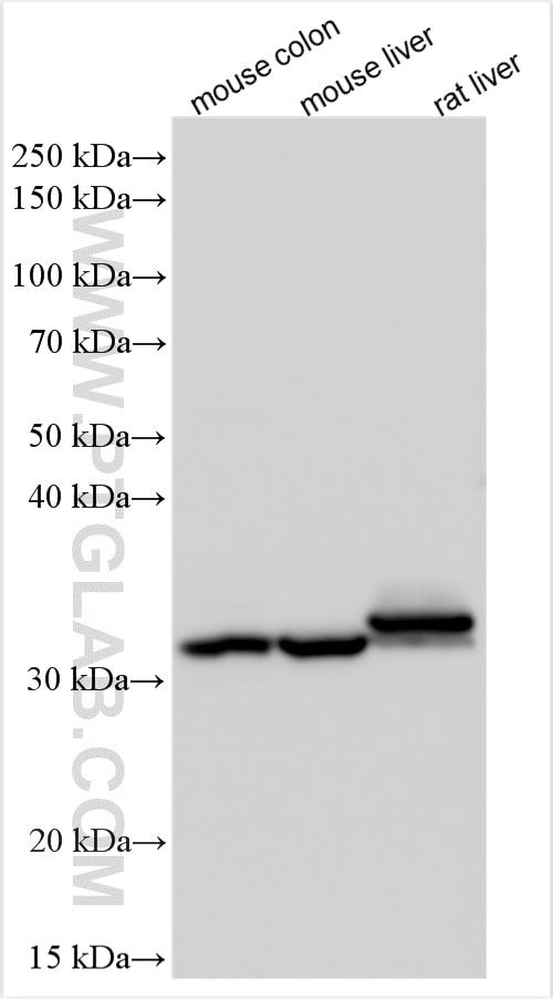 Western Blot (WB) analysis of various lysates using SULT1B1 Polyclonal antibody (16050-1-AP)