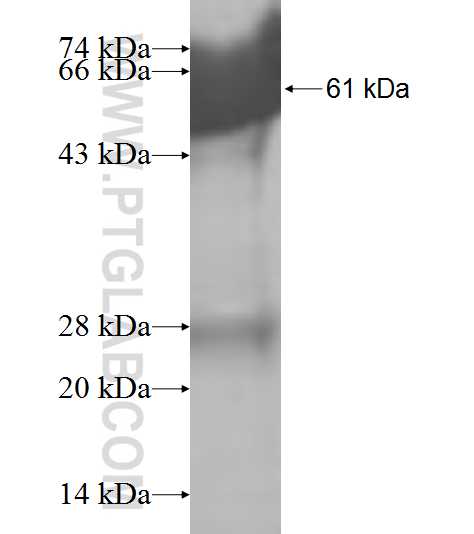 SULT1B1 fusion protein Ag9009 SDS-PAGE