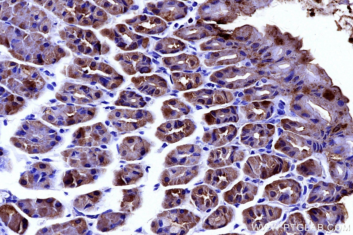 Immunohistochemistry (IHC) staining of mouse stomach tissue using SULT1C2 Polyclonal antibody (10662-1-AP)