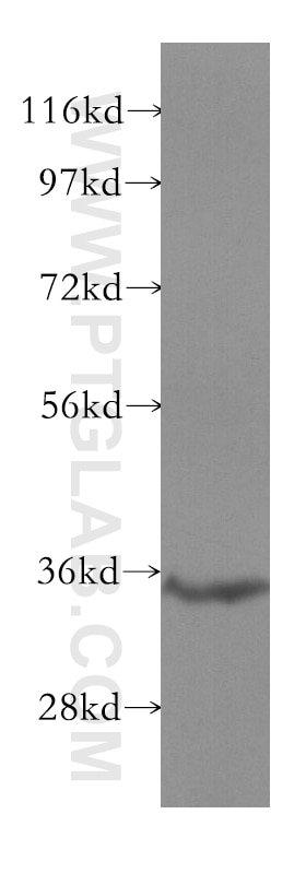 Western Blot (WB) analysis of mouse liver tissue using SULT1C2 Polyclonal antibody (10662-1-AP)
