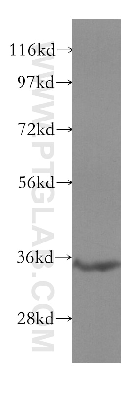 Western Blot (WB) analysis of mouse liver tissue using SULT1C2 Polyclonal antibody (10662-1-AP)