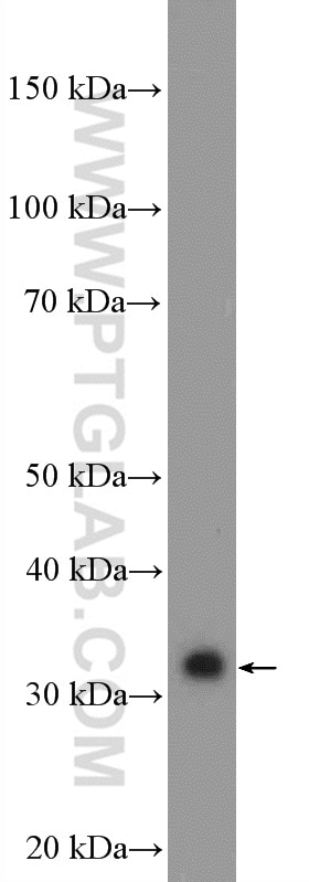 Western Blot (WB) analysis of L02 cells using SULT2A1 Polyclonal antibody (16348-1-AP)