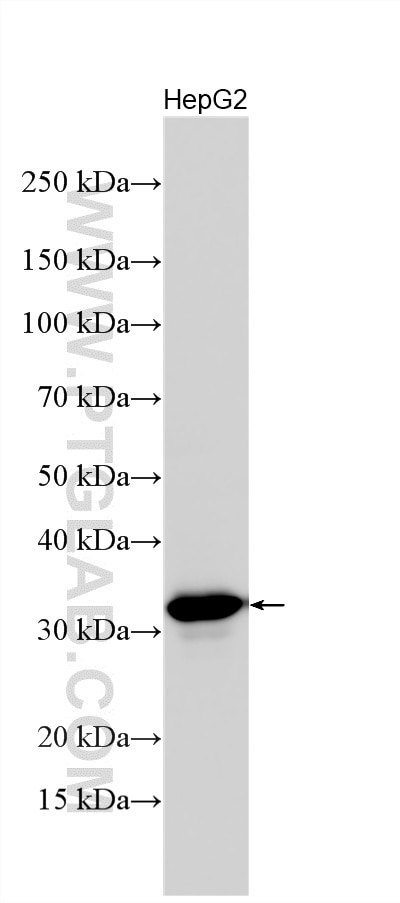 Western Blot (WB) analysis of various lysates using SULT2A1 Polyclonal antibody (16348-1-AP)