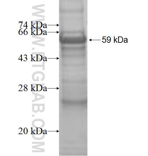 SULT2A1 fusion protein Ag9542 SDS-PAGE