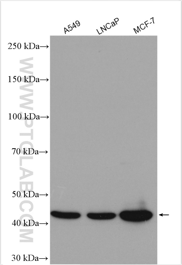 Western Blot (WB) analysis of various lysates using SULT2B1 Polyclonal antibody (29185-1-AP)